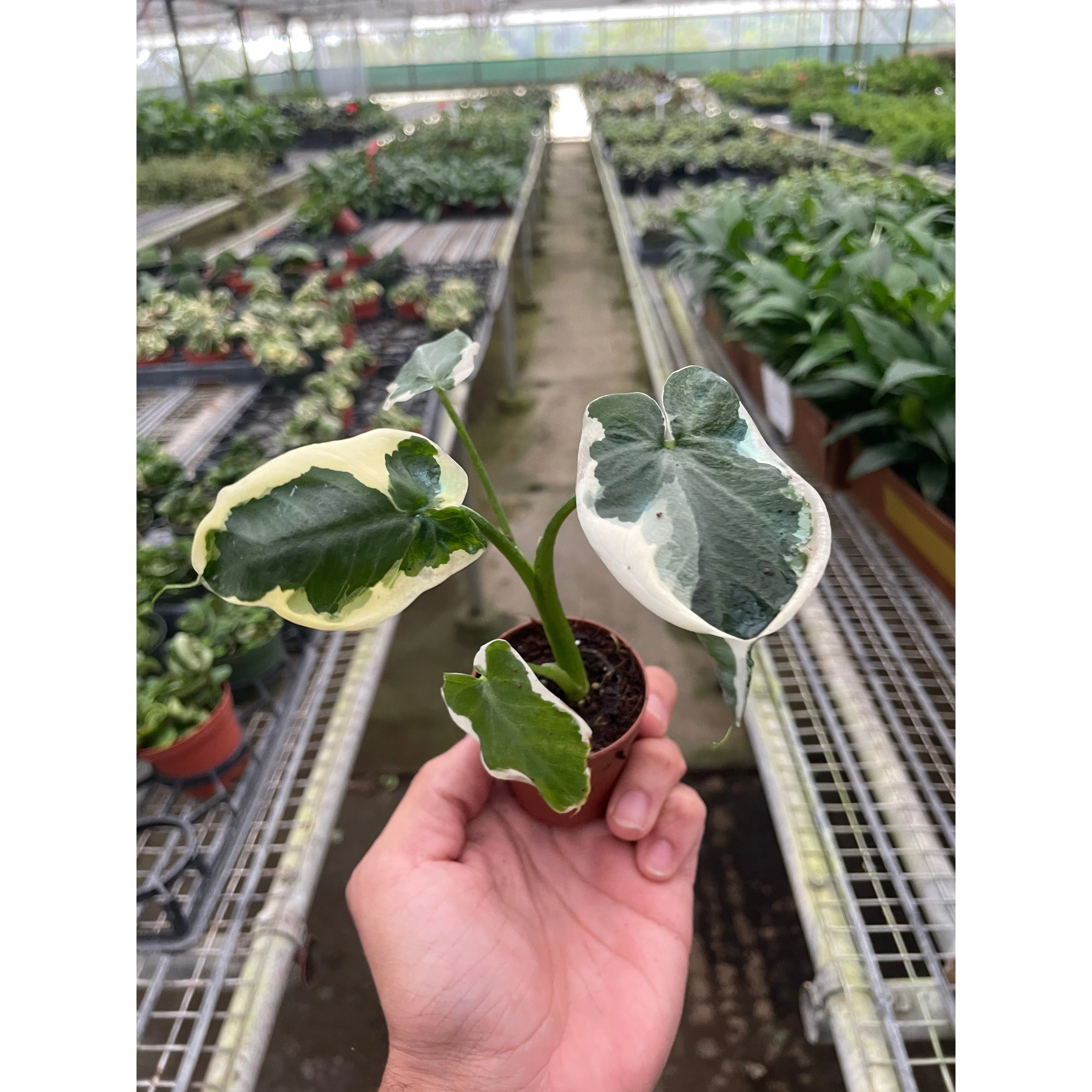 Alocasia 'Mickey Mouse' (Xanthosoma sagittifolium 'Variegatum Monstrosum')