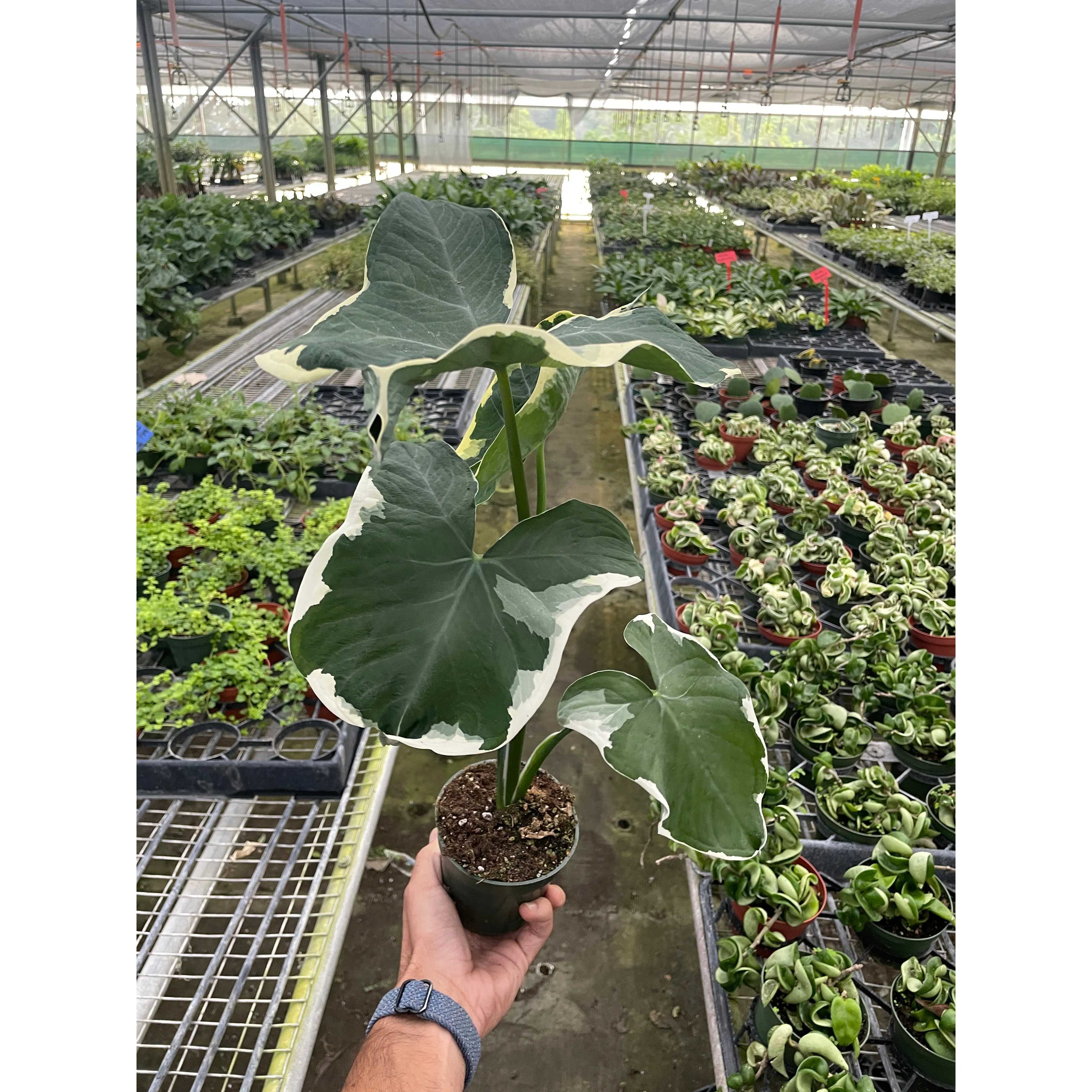 Alocasia 'Mickey Mouse' (Xanthosoma sagittifolium 'Variegatum Monstrosum')