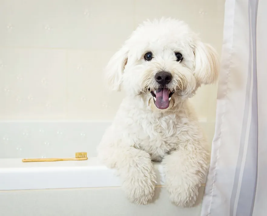 Eco-Friendly Bamboo Pet Toothbrush