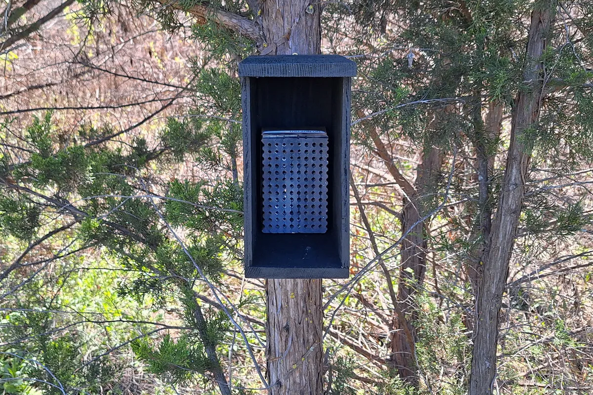 Rent Leafcutter Bees Kit